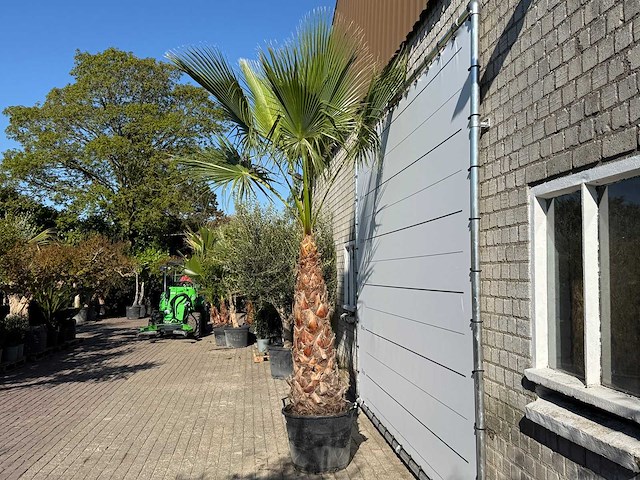 Mexicaanse waaierpalm op stam - washingtonia robusta - hoogte ca. 280 cm - afbeelding 4 van  8
