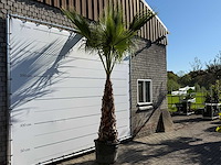 Mexicaanse waaierpalm op stam - washingtonia robusta - hoogte ca. 280 cm - afbeelding 5 van  8
