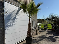 Mexicaanse waaierpalm op stam - washingtonia robusta - hoogte ca. 280 cm - afbeelding 6 van  8
