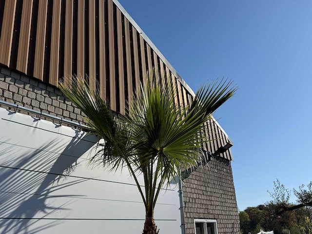 Mexicaanse waaierpalm op stam - washingtonia robusta - hoogte ca. 280 cm - afbeelding 7 van  8