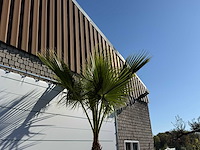 Mexicaanse waaierpalm op stam - washingtonia robusta - hoogte ca. 280 cm - afbeelding 7 van  8