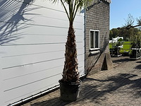Mexicaanse waaierpalm op stam - washingtonia robusta - hoogte ca. 280 cm - afbeelding 8 van  8
