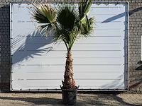 Mexicaanse waaierpalm op stam - washingtonia robusta - hoogte ca. 280 cm