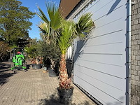 Mexicaanse waaierpalm op stam - washingtonia robusta - hoogte ca. 280 cm - afbeelding 3 van  7