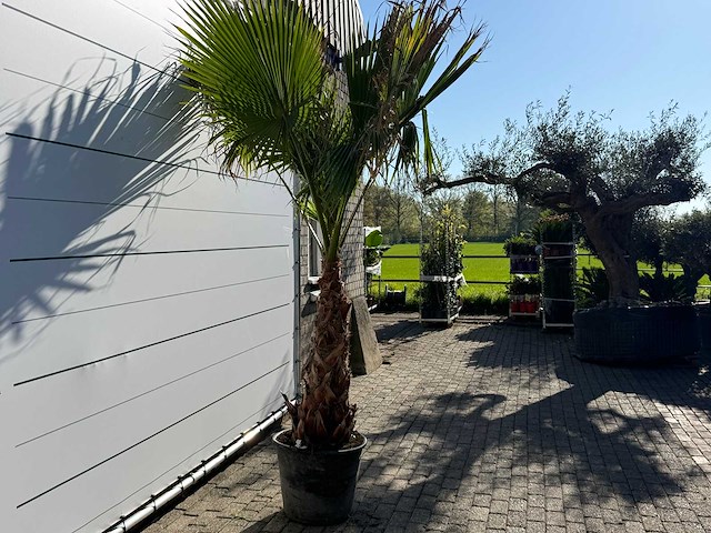 Mexicaanse waaierpalm op stam - washingtonia robusta - hoogte ca. 280 cm - afbeelding 6 van  7