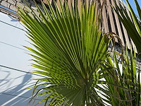 Mexicaanse waaierpalm op stam - washingtonia robusta - hoogte ca. 280 cm - afbeelding 7 van  7