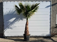 Mexicaanse waaierpalm op stam - washingtonia robusta - hoogte ca. 290 cm - afbeelding 1 van  6