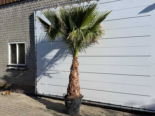 Mexicaanse waaierpalm op stam - washingtonia robusta - hoogte ca. 290 cm - afbeelding 2 van  6