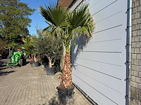 Mexicaanse waaierpalm op stam - washingtonia robusta - hoogte ca. 290 cm - afbeelding 3 van  6