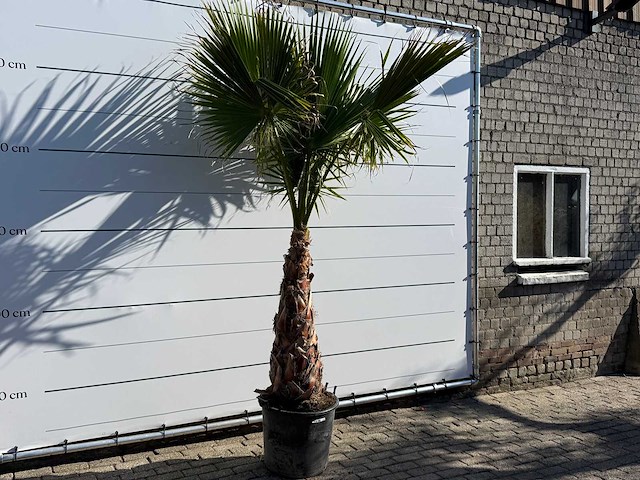 Mexicaanse waaierpalm op stam - washingtonia robusta - hoogte ca. 290 cm - afbeelding 4 van  6
