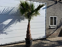 Mexicaanse waaierpalm op stam - washingtonia robusta - hoogte ca. 290 cm - afbeelding 4 van  6
