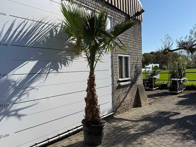 Mexicaanse waaierpalm op stam - washingtonia robusta - hoogte ca. 290 cm - afbeelding 5 van  6