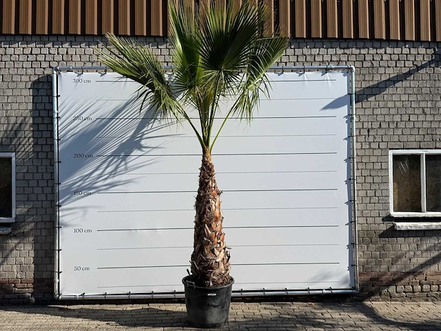 Mexicaanse waaierpalm op stam - washingtonia robusta - hoogte ca. 290 cm - afbeelding 1 van  8