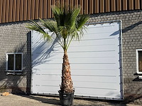 Mexicaanse waaierpalm op stam - washingtonia robusta - hoogte ca. 290 cm - afbeelding 2 van  8