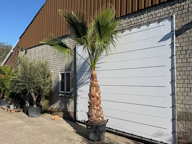 Mexicaanse waaierpalm op stam - washingtonia robusta - hoogte ca. 290 cm - afbeelding 3 van  8