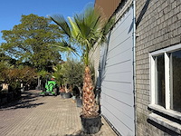 Mexicaanse waaierpalm op stam - washingtonia robusta - hoogte ca. 290 cm - afbeelding 4 van  8