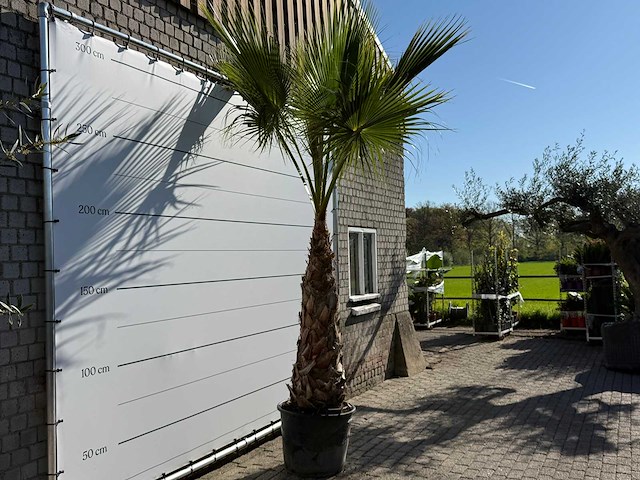 Mexicaanse waaierpalm op stam - washingtonia robusta - hoogte ca. 290 cm - afbeelding 6 van  8