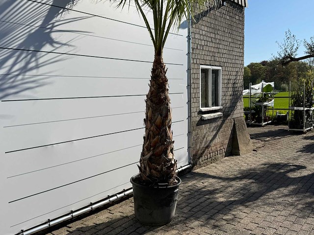 Mexicaanse waaierpalm op stam - washingtonia robusta - hoogte ca. 290 cm - afbeelding 8 van  8