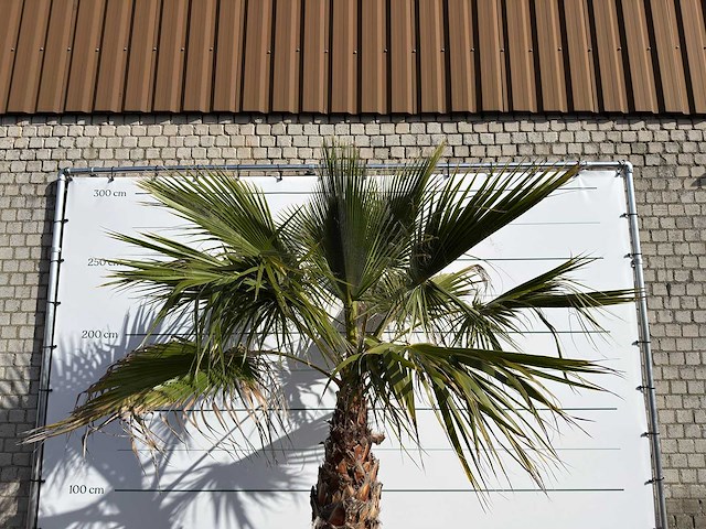 Mexicaanse waaierpalm op stam - washingtonia robusta - hoogte ca. 300 cm - afbeelding 1 van  1