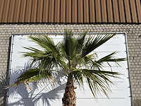 Mexicaanse waaierpalm op stam - washingtonia robusta - hoogte ca. 300 cm
