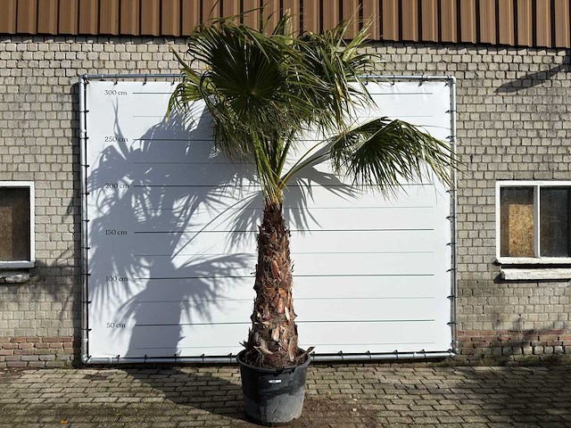 Mexicaanse waaierpalm op stam - washingtonia robusta - hoogte ca. 300 cm - afbeelding 1 van  9