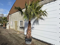 Mexicaanse waaierpalm op stam - washingtonia robusta - hoogte ca. 300 cm - afbeelding 2 van  9