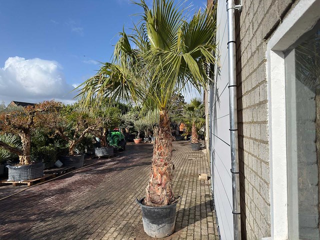 Mexicaanse waaierpalm op stam - washingtonia robusta - hoogte ca. 300 cm - afbeelding 4 van  9