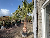 Mexicaanse waaierpalm op stam - washingtonia robusta - hoogte ca. 300 cm - afbeelding 4 van  9