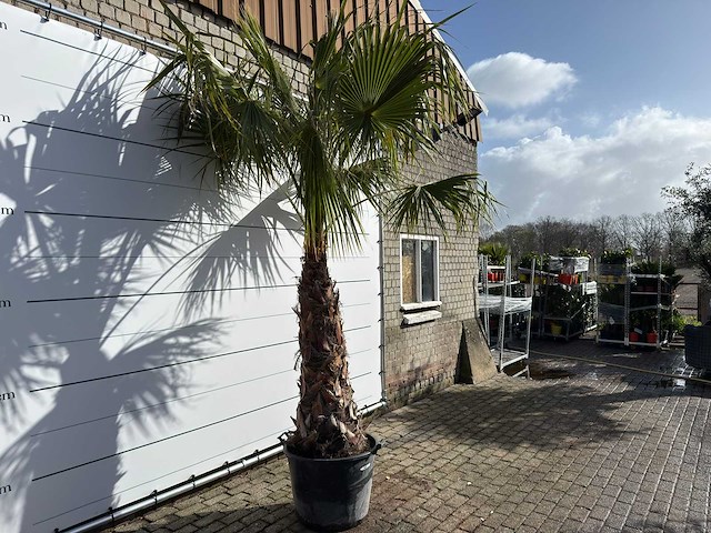 Mexicaanse waaierpalm op stam - washingtonia robusta - hoogte ca. 300 cm - afbeelding 5 van  9