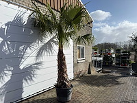 Mexicaanse waaierpalm op stam - washingtonia robusta - hoogte ca. 300 cm - afbeelding 5 van  9