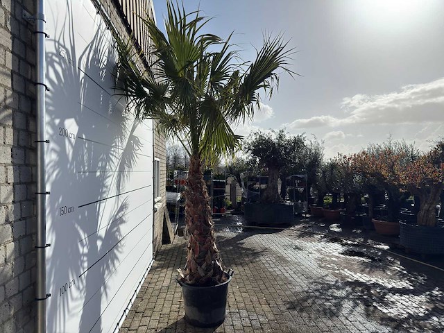 Mexicaanse waaierpalm op stam - washingtonia robusta - hoogte ca. 300 cm - afbeelding 6 van  9