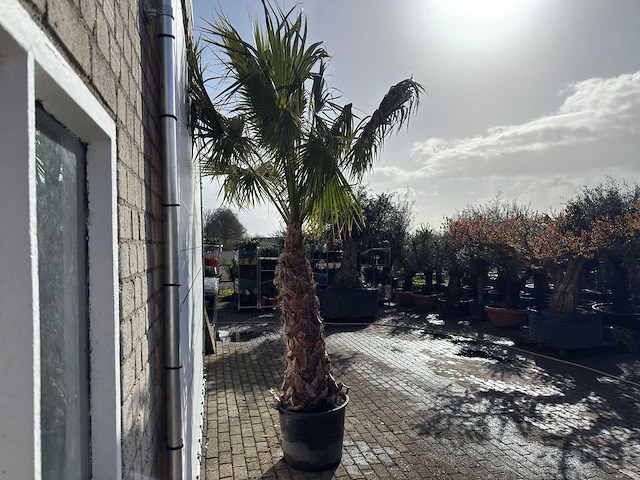 Mexicaanse waaierpalm op stam - washingtonia robusta - hoogte ca. 300 cm - afbeelding 7 van  9