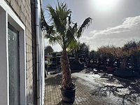 Mexicaanse waaierpalm op stam - washingtonia robusta - hoogte ca. 300 cm - afbeelding 7 van  9