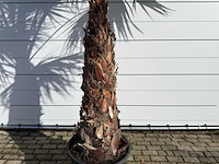 Mexicaanse waaierpalm op stam - washingtonia robusta - hoogte ca. 300 cm - afbeelding 8 van  9