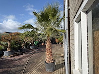Mexicaanse waaierpalm op stam - washingtonia robusta - hoogte ca. 300 cm