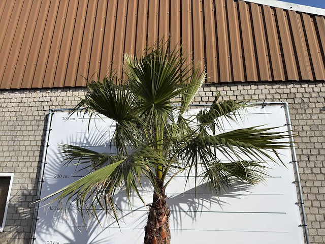 Mexicaanse waaierpalm op stam - washingtonia robusta - hoogte ca. 300 cm - afbeelding 2 van  2