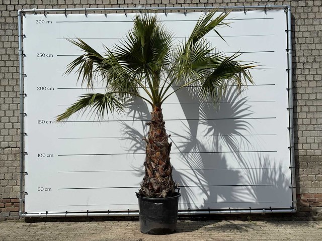 Mexicaanse waaierpalm op stam 100-120 - washingtonia robusta - hoogte ca. 280 cm - afbeelding 1 van  3