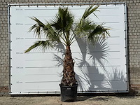 Mexicaanse waaierpalm op stam 100-120 - washingtonia robusta - hoogte ca. 280 cm - afbeelding 1 van  3