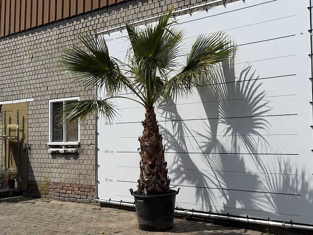 Mexicaanse waaierpalm op stam 100-120 - washingtonia robusta - hoogte ca. 280 cm - afbeelding 2 van  3
