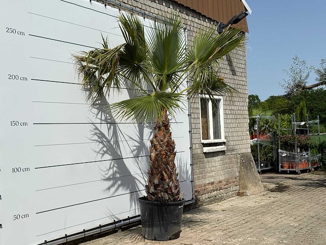Mexicaanse waaierpalm op stam 100-120 - washingtonia robusta - hoogte ca. 280 cm - afbeelding 3 van  3