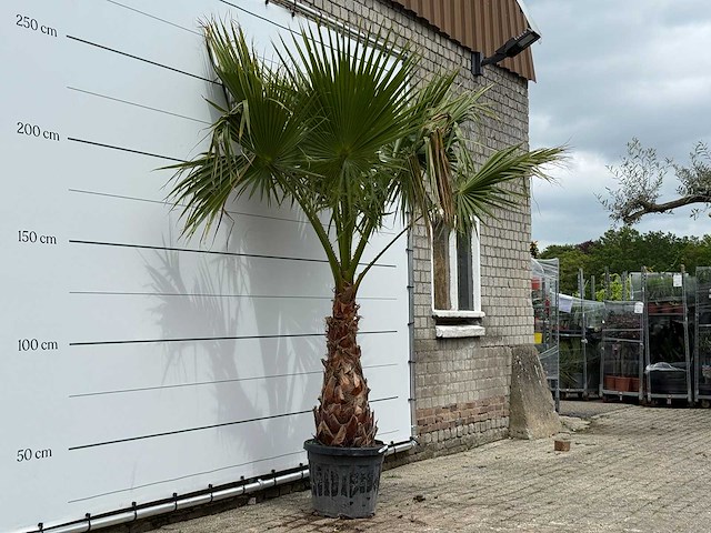 Mexicaanse waaierpalm op stam 100-120 - washingtonia robusta - hoogte ca. 280 cm - afbeelding 3 van  5