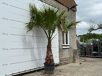 Mexicaanse waaierpalm op stam 100-120 - washingtonia robusta - hoogte ca. 280 cm - afbeelding 3 van  5