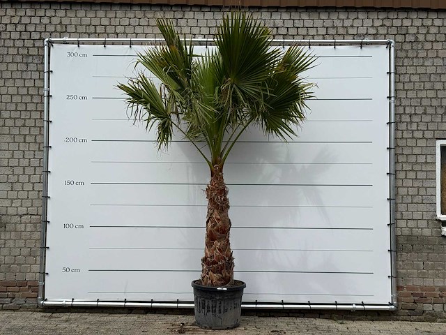 Mexicaanse waaierpalm op stam 120-140 - washingtonia robusta - hoogte ca. 280 cm - afbeelding 5 van  5