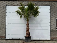 Mexicaanse waaierpalm op stam 120-140 - washingtonia robusta - hoogte ca. 280 cm - afbeelding 5 van  5