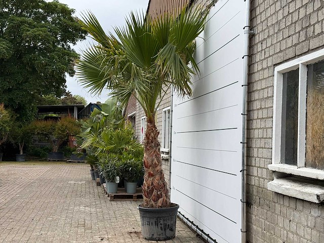 Mexicaanse waaierpalm op stam 120-140 - washingtonia robusta - hoogte ca. 280 cm - afbeelding 1 van  5