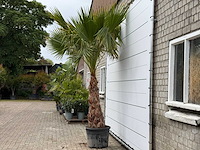 Mexicaanse waaierpalm op stam 120-140 - washingtonia robusta - hoogte ca. 280 cm - afbeelding 1 van  5