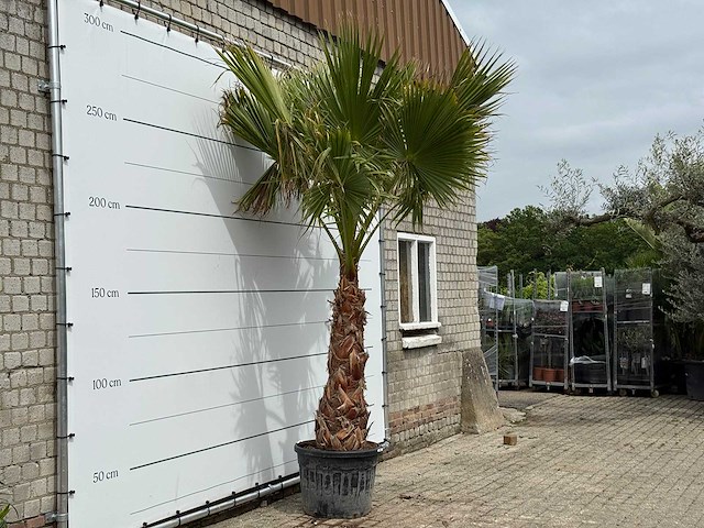 Mexicaanse waaierpalm op stam 120-140 - washingtonia robusta - hoogte ca. 280 cm - afbeelding 2 van  5