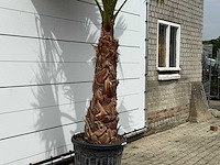 Mexicaanse waaierpalm op stam 120-140 - washingtonia robusta - hoogte ca. 280 cm - afbeelding 3 van  5
