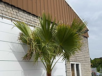 Mexicaanse waaierpalm op stam 120-140 - washingtonia robusta - hoogte ca. 280 cm - afbeelding 4 van  5
