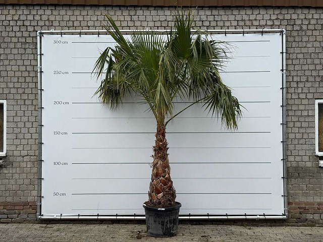 Mexicaanse waaierpalm op stam 120-140 - washingtonia robusta - hoogte ca. 280 cm - afbeelding 8 van  8